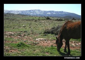 Djebel Nador Enneigé 1579 m d'altitude