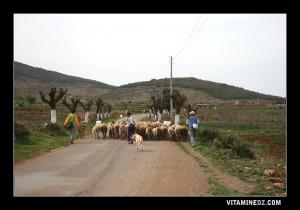 Enfants bergers à Ain Fezza