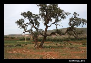 Un chène liège à Ain Fezza