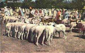 marché a bestiaux SOUGUEUR ex TREZEL