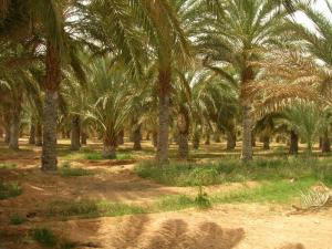 Dans la palmeraie d'Adrar