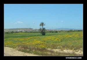 مسجد التوبة