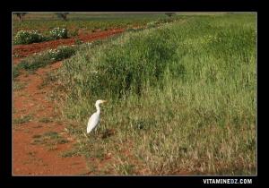 Une petite cigogne dans les champs de Dar Messaoud près d'El Maleh