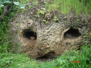 photo surprise a sidi hosni