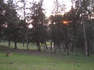 Zone boisée à sidi abdelli.