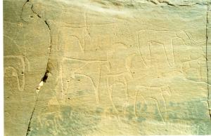 les gravures du rupestres de hassi ratma