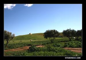 Marabout au milieu de parturages verdoyants à Chabet El Ham