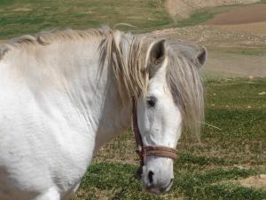 le chevale de ouled lakred