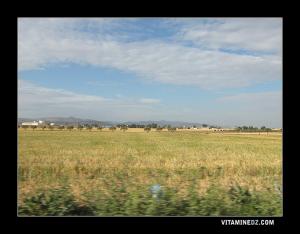 Champs de Blé à Oued Tlelat Ex Saint barbe du Tlélat