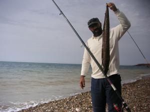 Murène Pêchée sur les Côtes d'Oran