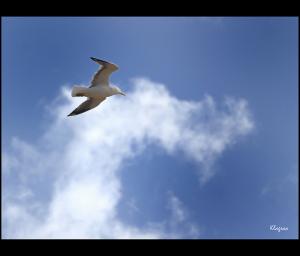 Une Mouette de la Baie d'Oran
