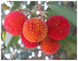 Ville de ZEBOUDJA-CHLEF  ' Les Fruits d'arbousier ''