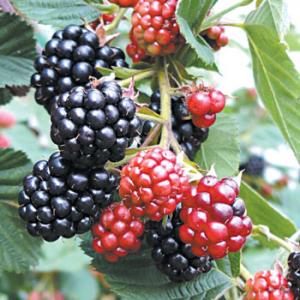 الزبوجة - الشلف   '' ثمار  العليق أو التوت البري ''