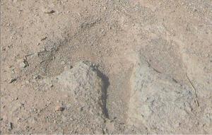 Trace de Dinosaure dans la Région d'El Bayadh