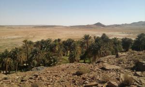 Palmeraie près d'El Bayadh