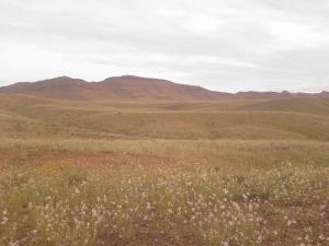 Prairies de la Commune de Ghassoul (Wilaya d'El Bayadh)
