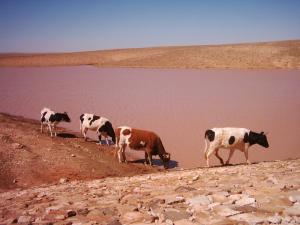 Retenue d'Eau a El Meharra (El Bayadh)