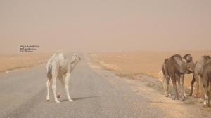 UN PETIT DROMADAIRE AU MILIEU DE LA ROUTE  EL ABIODH SIDI CHEIKH (El Bayadh)