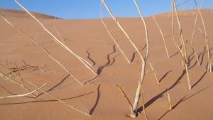 Mongab el Benoud (El Bayadh)