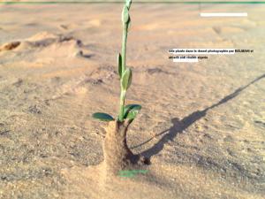 Échantillon d'une Plante du Désert à El Bayadh