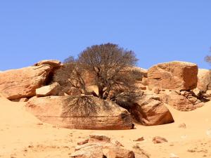Pistachier de l'Atlas (Région d'El Bayadh)