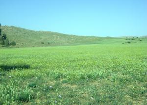 Plante Jarjir région Lagoumi