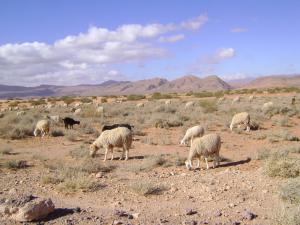 Troupeau de Moutons sur la route de Bousemghoum (El Bayadh)