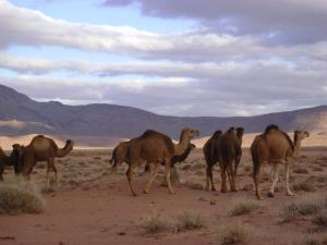 Troupeau de Dromadaires à El Bayadh