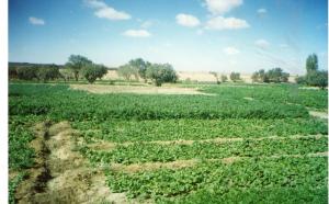 Champ Agricole à El Bayadh