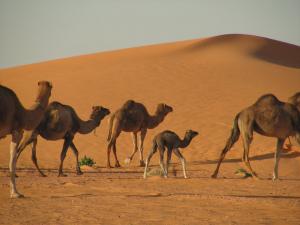 Dromadaires du Désert à El Bayadh