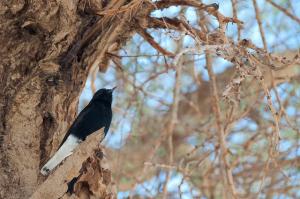 Spécimen d'Oiseaux du Désert (Illizi)