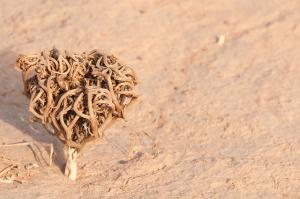 Echantillon de Flore (Illizi)