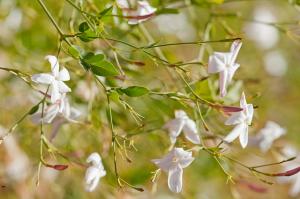 Echantillon de Flore (Illizi)