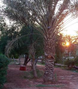 Jardin Public à Illizi