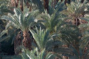 Une palmeraie à Illizi