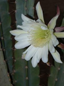 Fleur de Cactus (Illizi)