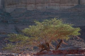 Arbre du Désert (Illizi)