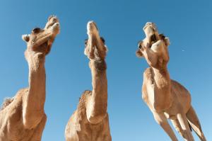 Dromadaires du désert algérien (Illizi)