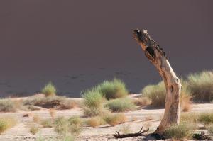 Arbustes sauvages (Illizi)