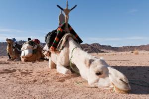 Caravane de Chameaux au repos (Illizi)