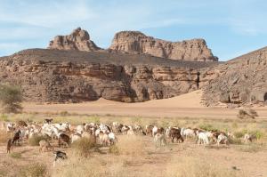 Troupeau ovin entrain de paître (illizi)