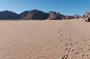 Caravane de Chameaux  (Illizi)