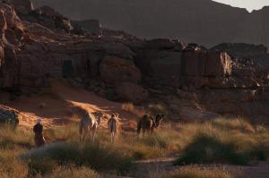 Troupeau de Dromadaires (IIlizi)