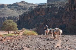 Caravane de Chameaux  (Illizi)