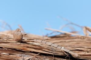 Toit de feuilles de palmiers