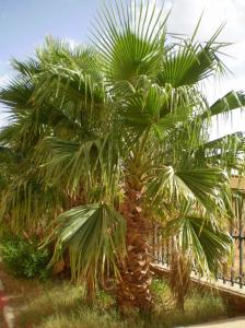 Jardin de palmiers- Illizi