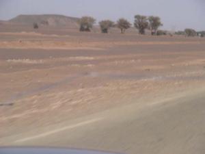 Des Arbres à coté de la route entre Illizi ville et l Aéroport