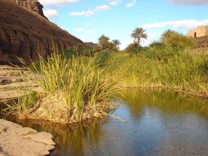 Oasis à Ihrir (Illizi)