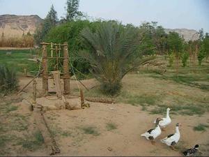 Petite Ferme près de Djanet (Illizi)