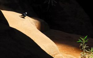 Moula moula l'oiseau du désert (Illizi)